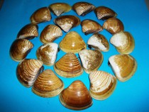 Conchas